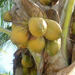 Despre uleiul de cocos presat la rece